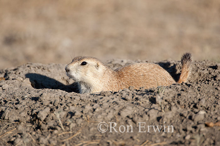 Black-tailed Prairie Dog