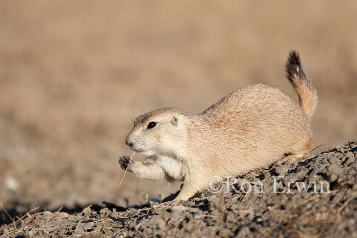 Black-tailed Prairie Dog