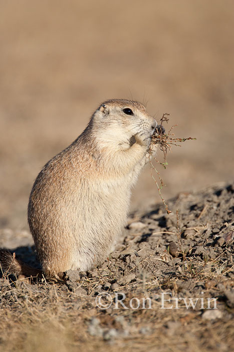 Upright Black-tailed Prairie Dog