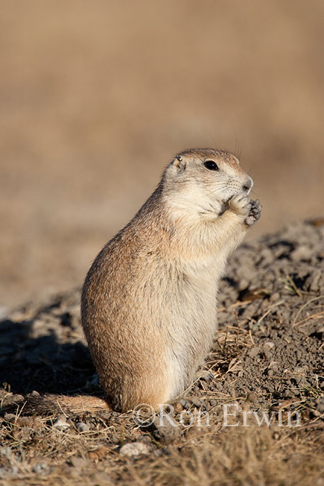 Black-tailed Prairie Dog