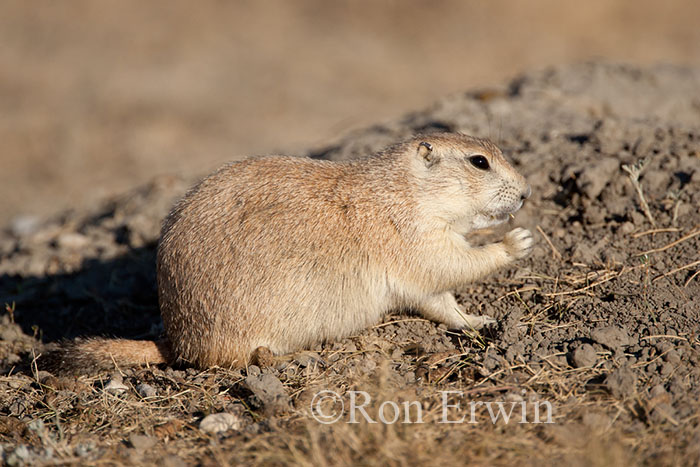 Black-tailed Prairie Dog