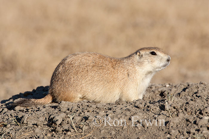 Black-tailed Prairie Dog