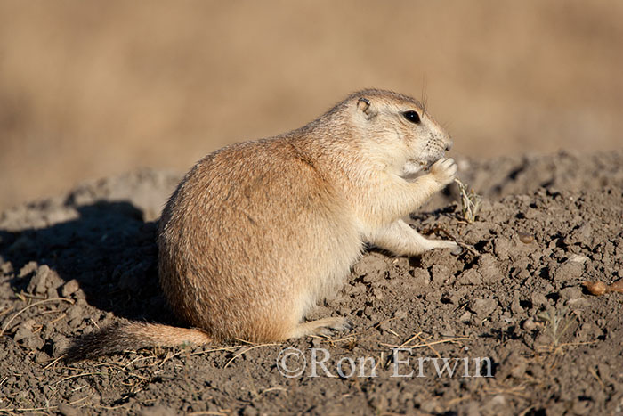 Black-tailed Prairie Dog Eating