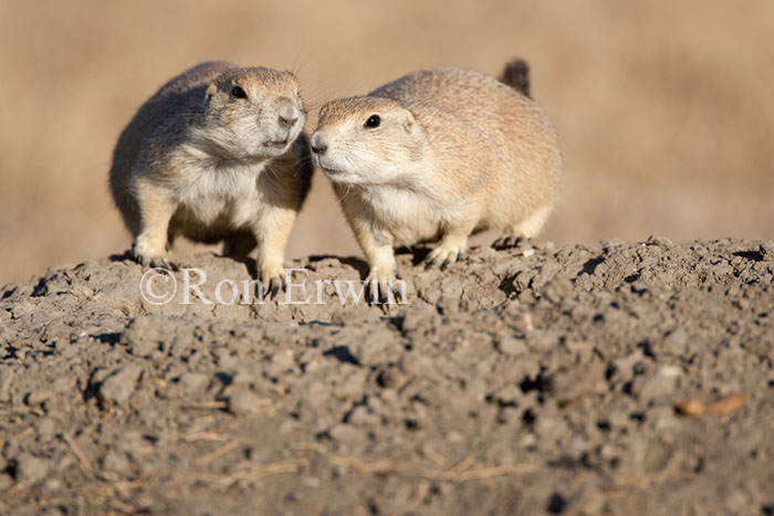 Two Black-tailed Prairie Dogs