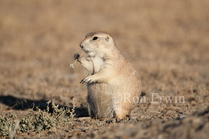 Black-tailed Prairie Dog Eating