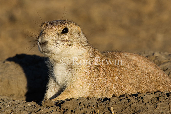 Black-tailed Prairie Dog