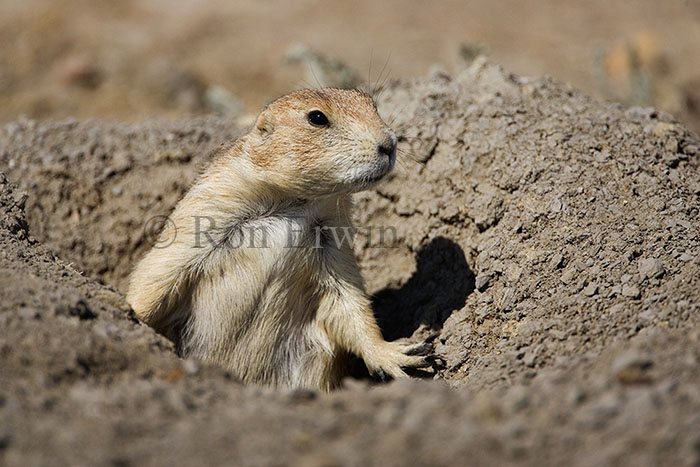 Black-tailed Prairie Dog