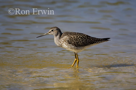 Greater Yellowlegs