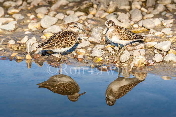 Least Sandpipers