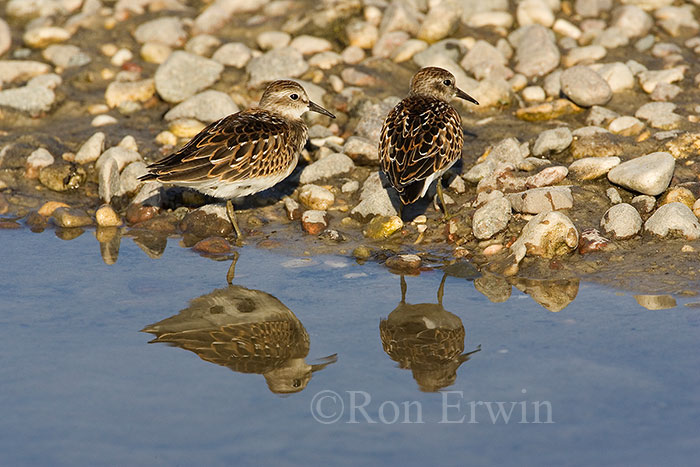 Least Sandpipers