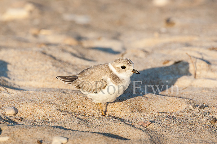 Piping Plover Chick