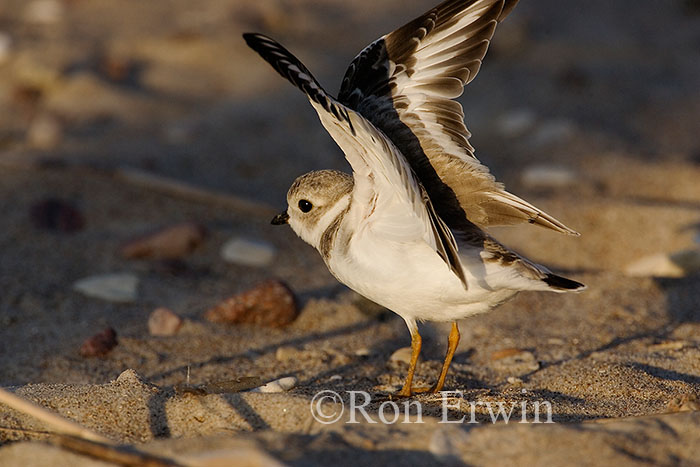 Piping Plover with Wings Up