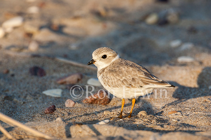 Piping Plover Chick