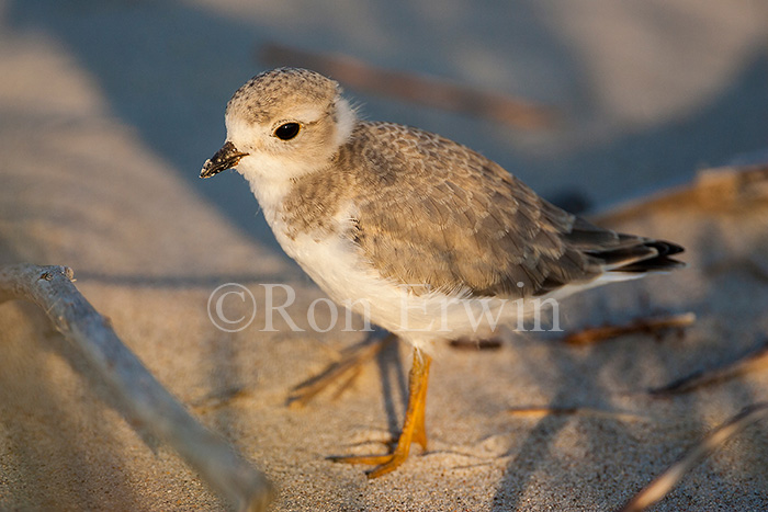 Piping Plover Chick