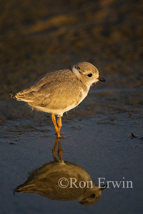 Young Piping Plover