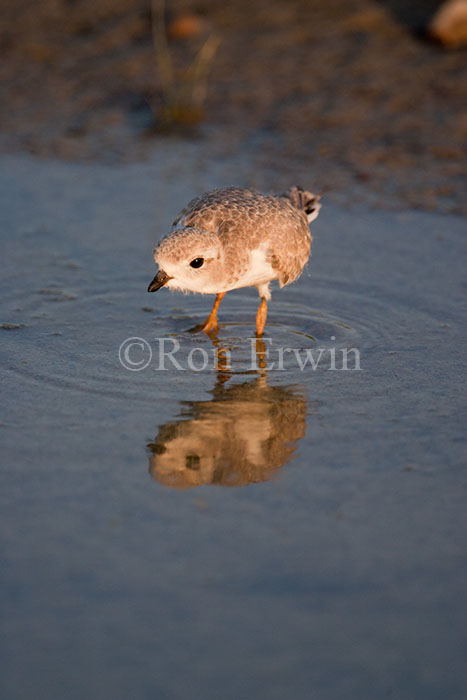Piping Plover Chick
