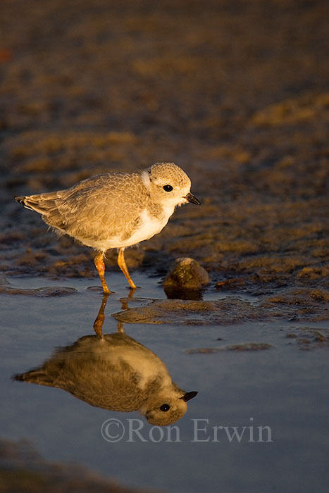 Young Piping Plover