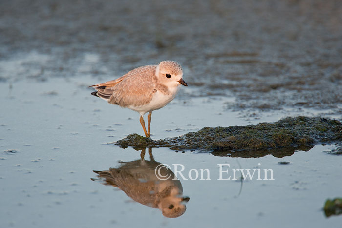 Piping Plover Chick