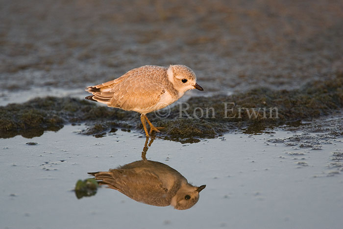 Piping Plover Chick