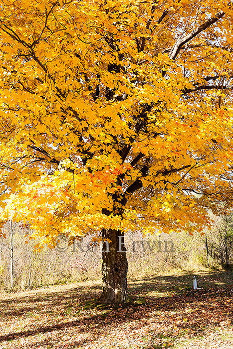Maple Tree in Autumn