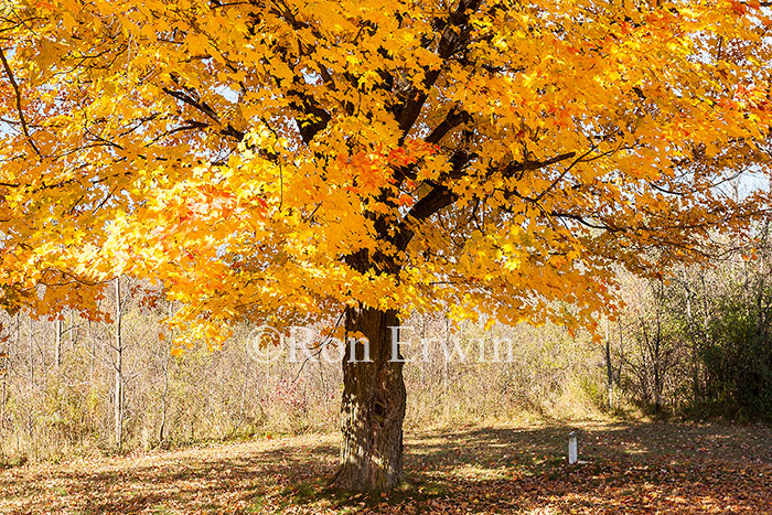 Maple Tree in Autumn