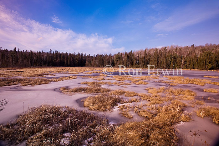 Frozen Wetlands