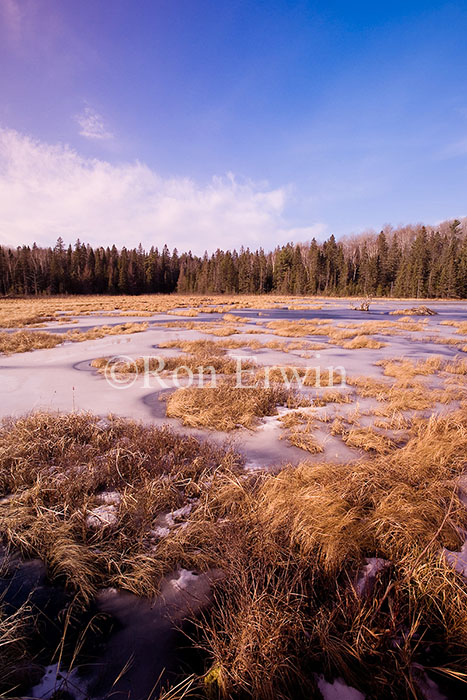 Frozen Wetlands