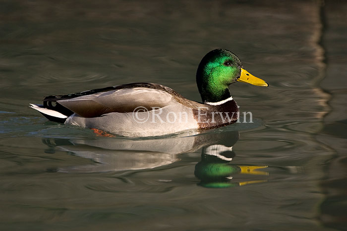 Mallard Duck