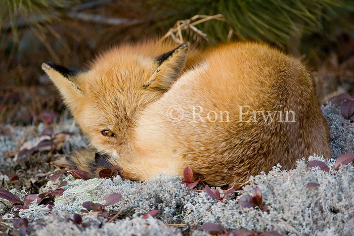 Sleepy Red Fox