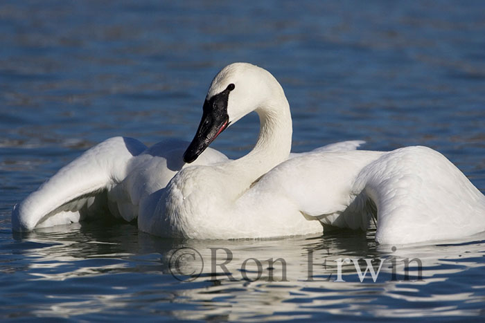 Trumpeter Swan