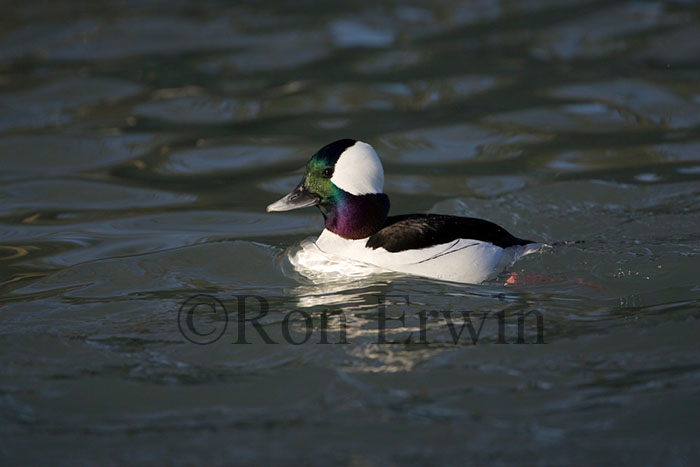 Male Bufflehead Duck