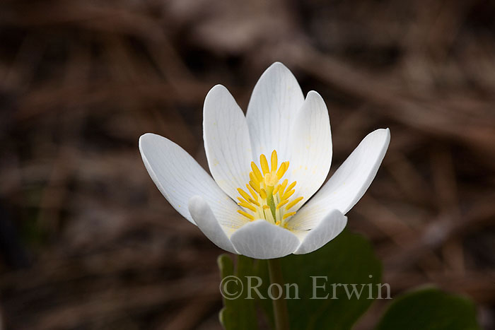 Bloodroot