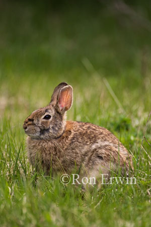 Cottontail