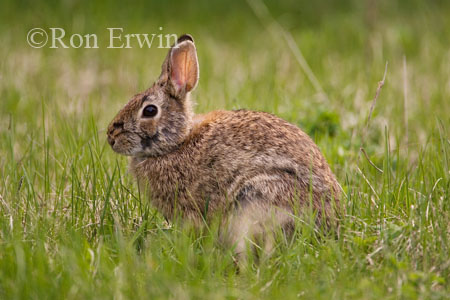 Cottontail