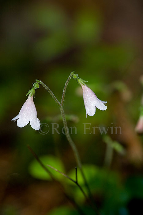 Twinflower