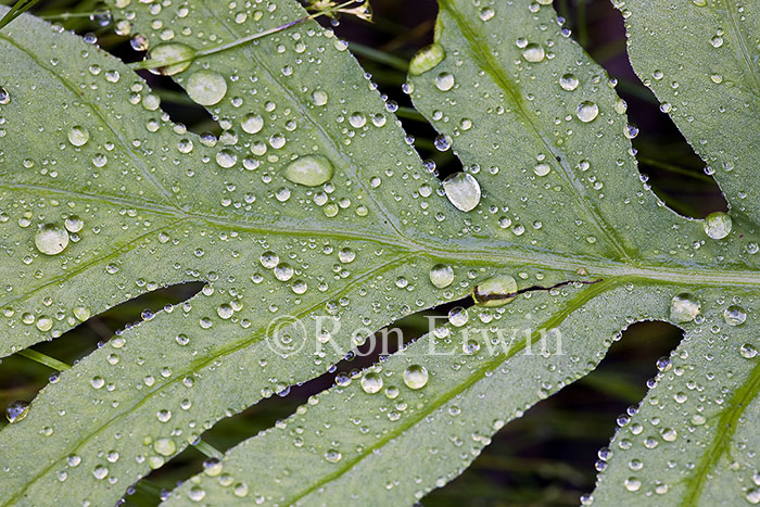 Droplets