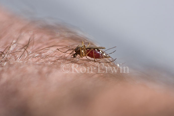 Mosquito Feeding