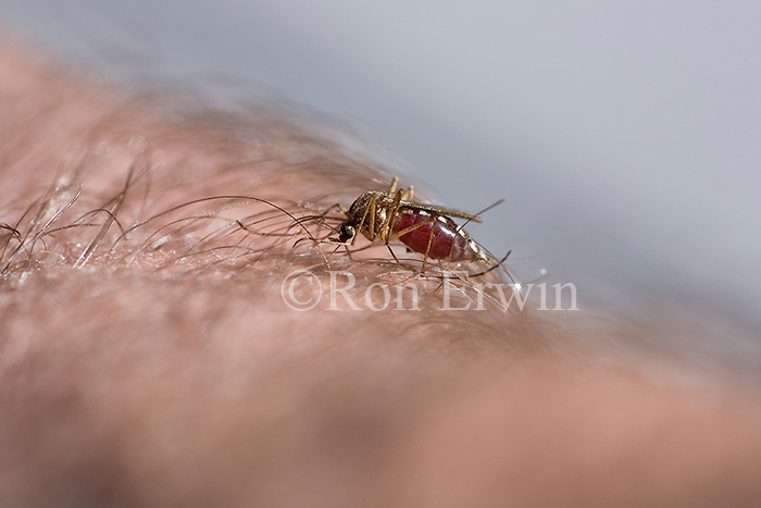 Mosquito Feeding