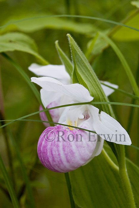 Showy Lady's Slipper