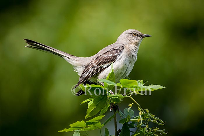 Northern Mockingbird