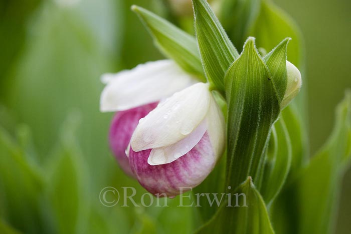 Showy Lady’s Slippers