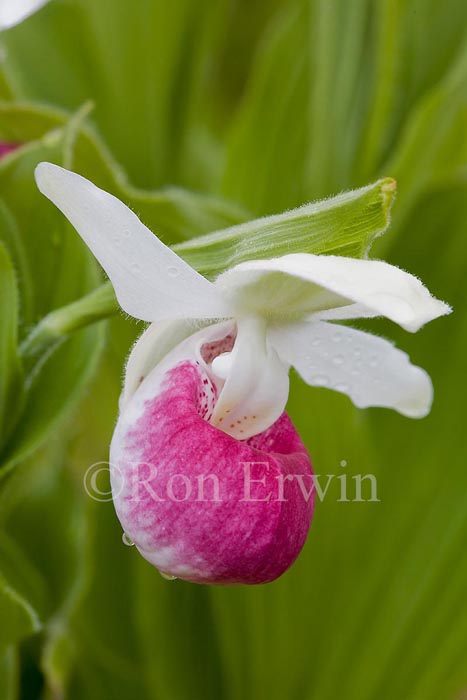 Showy Lady’s Slippers