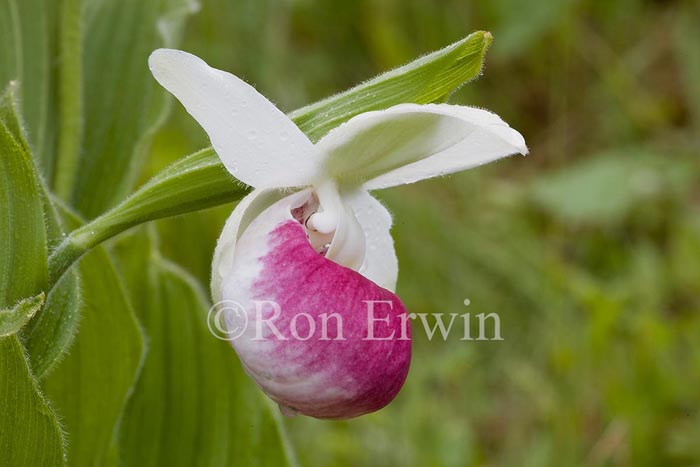 Showy Lady’s Slippers
