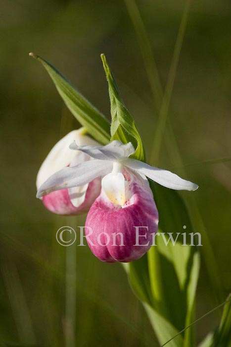 Showy Lady’s Slippers