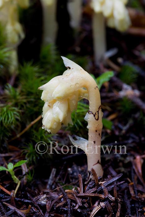 Pinesap or False Beech-drops