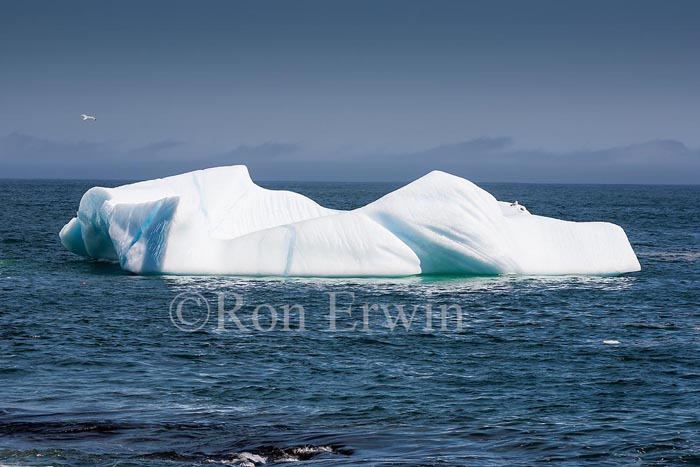 Icebergs, NL