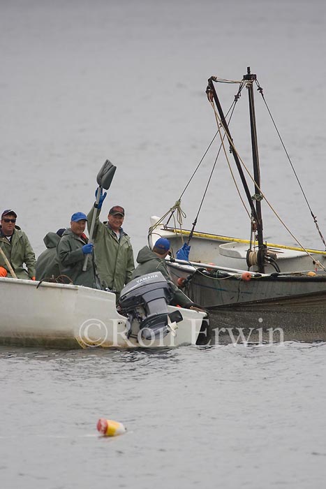 Capelin Fishing, Labrador