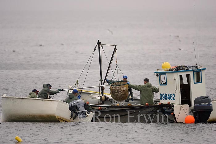Capelin Fishing, Labrador