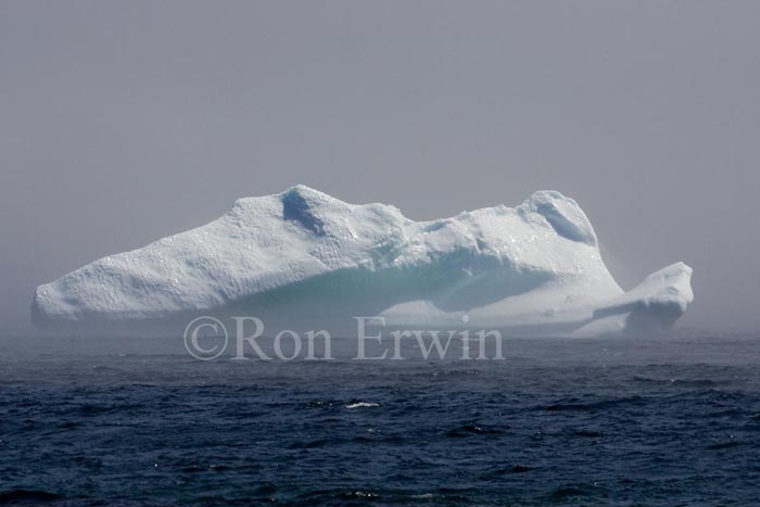 Labrador Iceberg