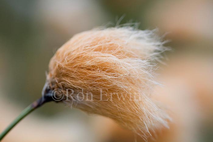 Tawny Cotton Grass